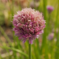 Close up of a single chive flower