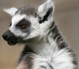 Ring-tailed Lemur 4