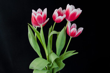 red and white tulips