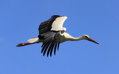 Obraz premium Bocian