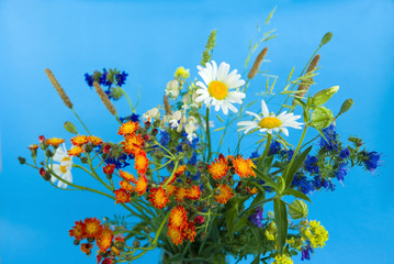 Fototapeta na wymiar wild flowers on a blue background