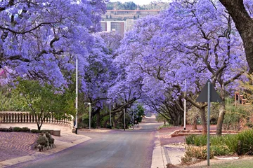 Photo sur Plexiglas Afrique du Sud arbres jacarandas