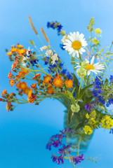 Obraz premium wild flowers on a blue background