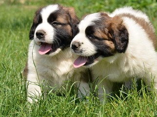 saint bernard chiot