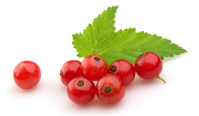 Red Currant