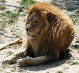 Lion 4