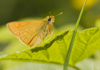 Ochlodes sylvanus