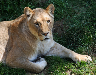 Female lion