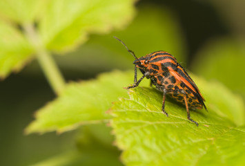 Graphosoma lineatum