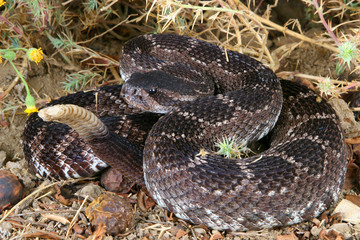 Portrait of a Rattlesnake.