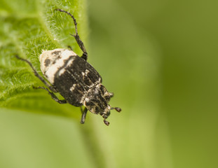 Valgus hemipterus