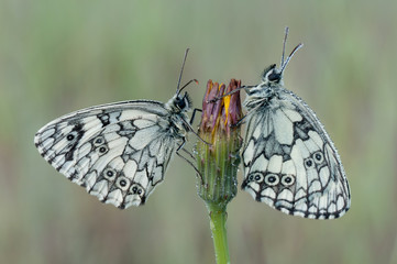 Marbled White