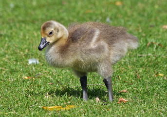 Canada Geese gosling 3