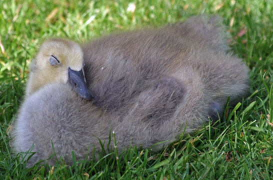 Canada Geese gosling 4