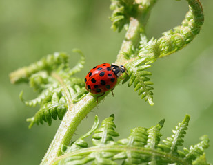 Ladybird