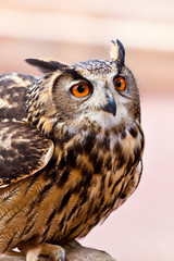 owl