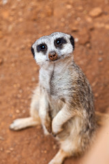 meerkat
