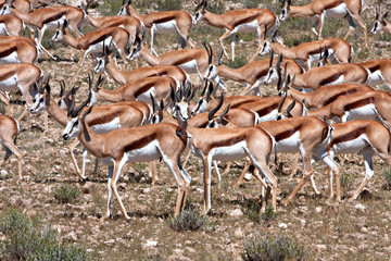 springbok in Kalahari - 33043690