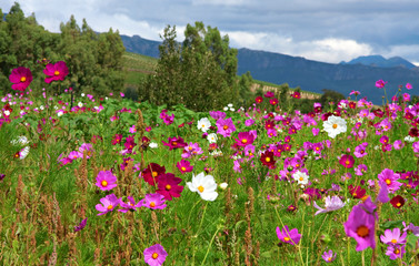 wild flower meadow - 33044008