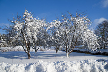 Trees in winter