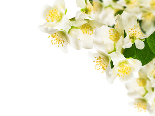 Naklejka na ściany i meble białe kwiaty