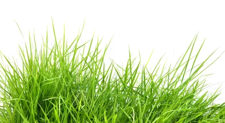 Fotobehang Gras fris lentegroen gras i