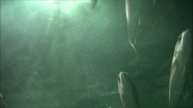 Unterwasserlandschaft