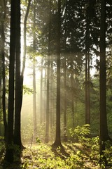 Coniferous forest backlit by the morning sun on a foggy morning
