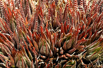 succulenta variegata