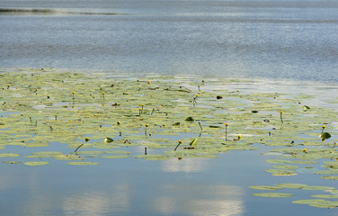 Nuphar lutea