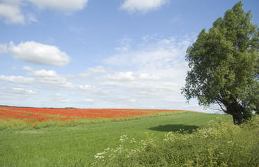 poppies in rape