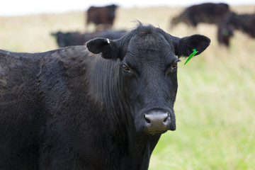 Black female cow