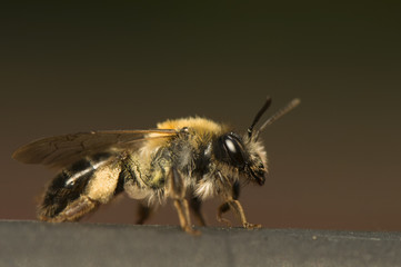 Bee - Apis mellifera