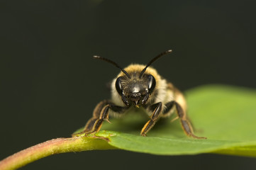 Bee - Apis mellifera
