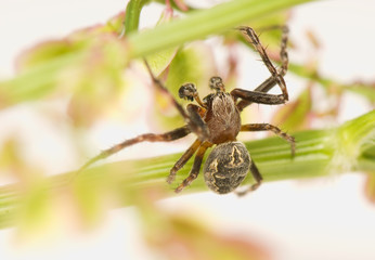 Larinioides sclopetarius - male