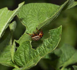Colorado Beetle
