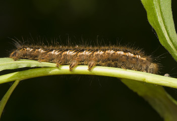 Euthrix - caterpillar