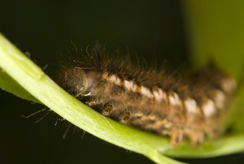 Euthrix - caterpillar