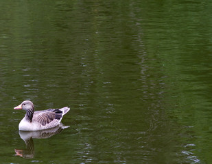 Schwimmende Graugans (Anser anser)