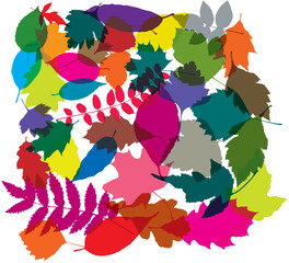 Fototapeta na wymiar vector colorful background of leaves