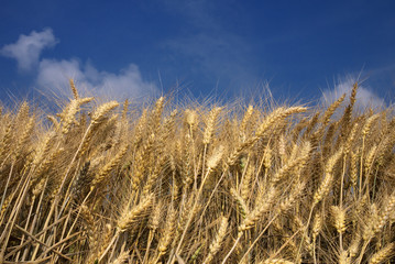spighe di frumento orizzontale