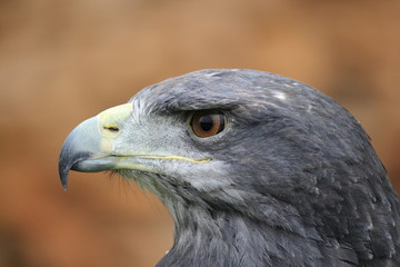 Aguila gris en cautividad