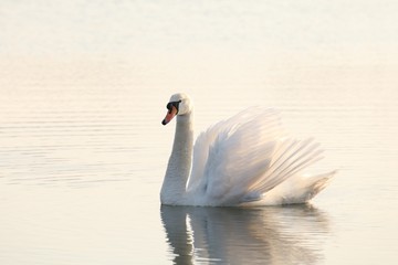 Lonely swan illuminated by the rising sun