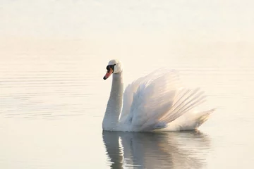 Selbstklebende Fototapeten Lonely swan illuminated by the rising sun © Aniszewski