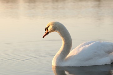 Lonely swan illuminated by the rising sun