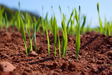 The first shoots in furrows close up