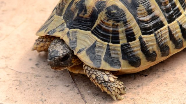 tartaruga