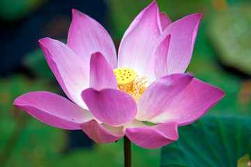 Lotus flower, Ubud, Bali, Indonesia