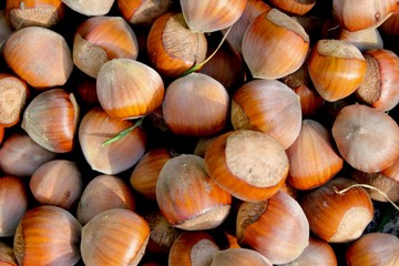 noisttes du jardin