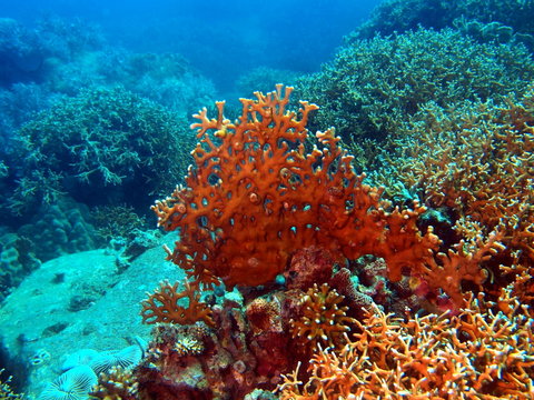 Stony corals of the South-Chinese sea